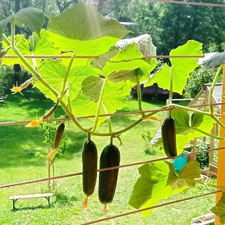 Ferienglueck Im Schwarzwald